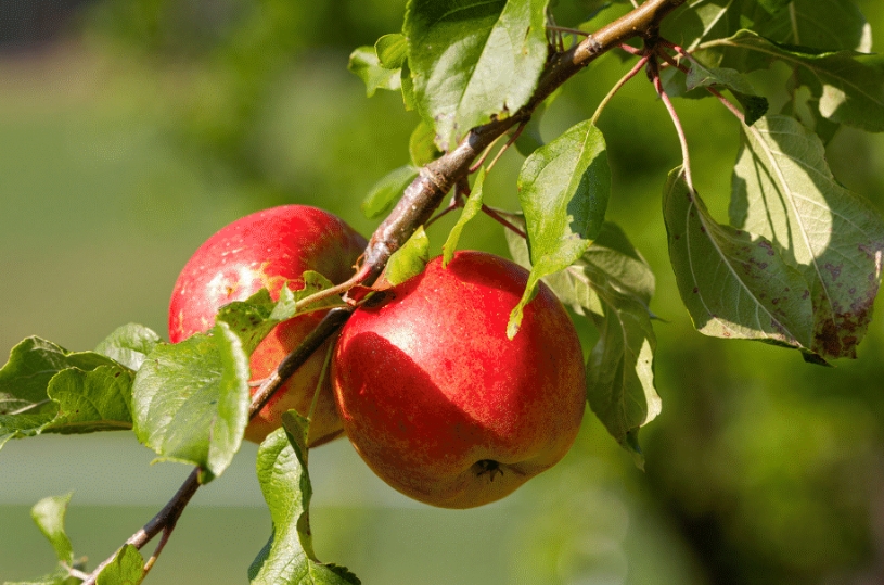 Erbachhofer Weinapfel